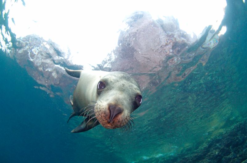 Swim with the sea lions at Espiritu Santo // (c) 2014 La Paz Tourism Board